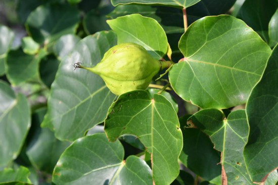 圖為石山油桐。（廣西壯族自治區(qū)中醫(yī)藥研究院供圖）