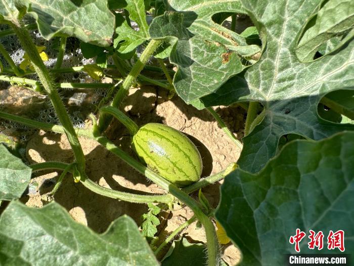 14日，記者在合作社的百畝西瓜地里，看著一個(gè)個(gè)如雞蛋般大小的西瓜，正“享受”著太陽的炙烤。　劉小紅 攝
