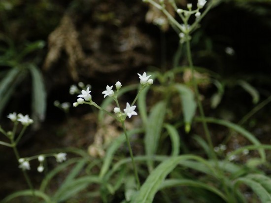 圖為線葉度量草。（廣西壯族自治區(qū)中醫(yī)藥研究院供圖）