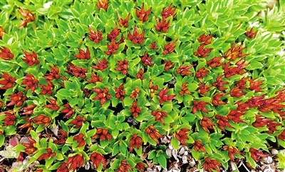 青藏墊柳。資料圖片