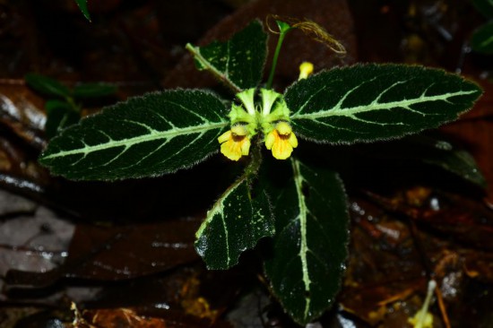 圖為美脈假糙蘇。（廣西壯族自治區(qū)中醫(yī)藥研究院供圖）