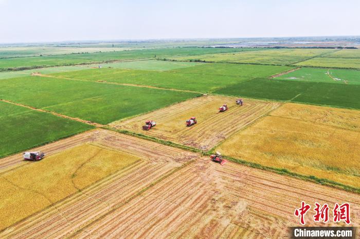圖為在南昌縣大田農(nóng)社，收割機(jī)正在收割早稻?！⒘?攝