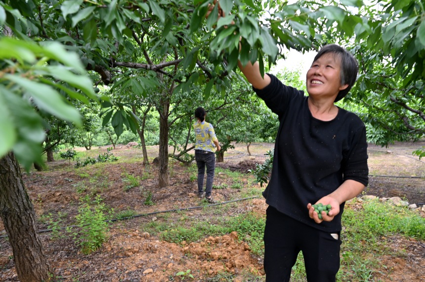 村民們搶抓農(nóng)時(shí)，忙著為脆李樹(shù)疏果。鄒樂(lè)攝