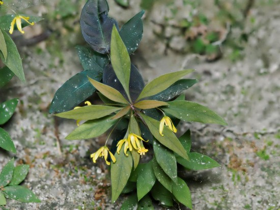 圖為洞生香草。（廣西壯族自治區(qū)中醫(yī)藥研究院供圖）