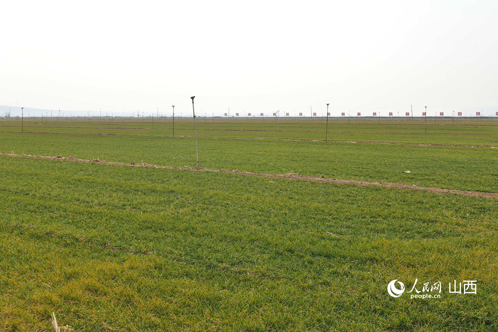 山西省運(yùn)城市芮城縣返青的冬小麥。人民網(wǎng)記者 焦搏文攝