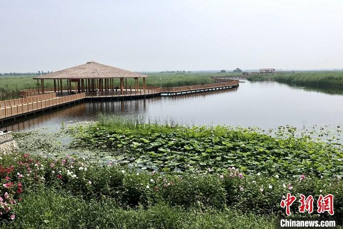 從完成頂層設(shè)計到如火如荼大規(guī)模建設(shè)，六年來，雄安新區(qū)如春天的竹子一般拔節(jié)生長，這座承載千年大計的“未來之城”已雄姿初顯。從“一張白紙”開始著墨，如今的雄安新區(qū)已是濃墨重彩的“山水畫”。<a target='_blank' href='/'>中新社</a>記者近日走訪了雄安新區(qū)多地，從“藍(lán)綠金”三色感受這座“未來之城”的巨大變化。圖為7月20日，河北白洋淀上荷花滿淀、蘆花搖曳。 <a target='_blank' href='/'>中新社</a>記者 易海菲 攝